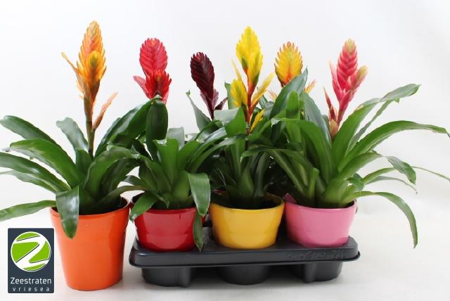 Горшечные цветы и растения оптом Vries Gem 6 Srt от 6шт из Голландии с доставкой по России