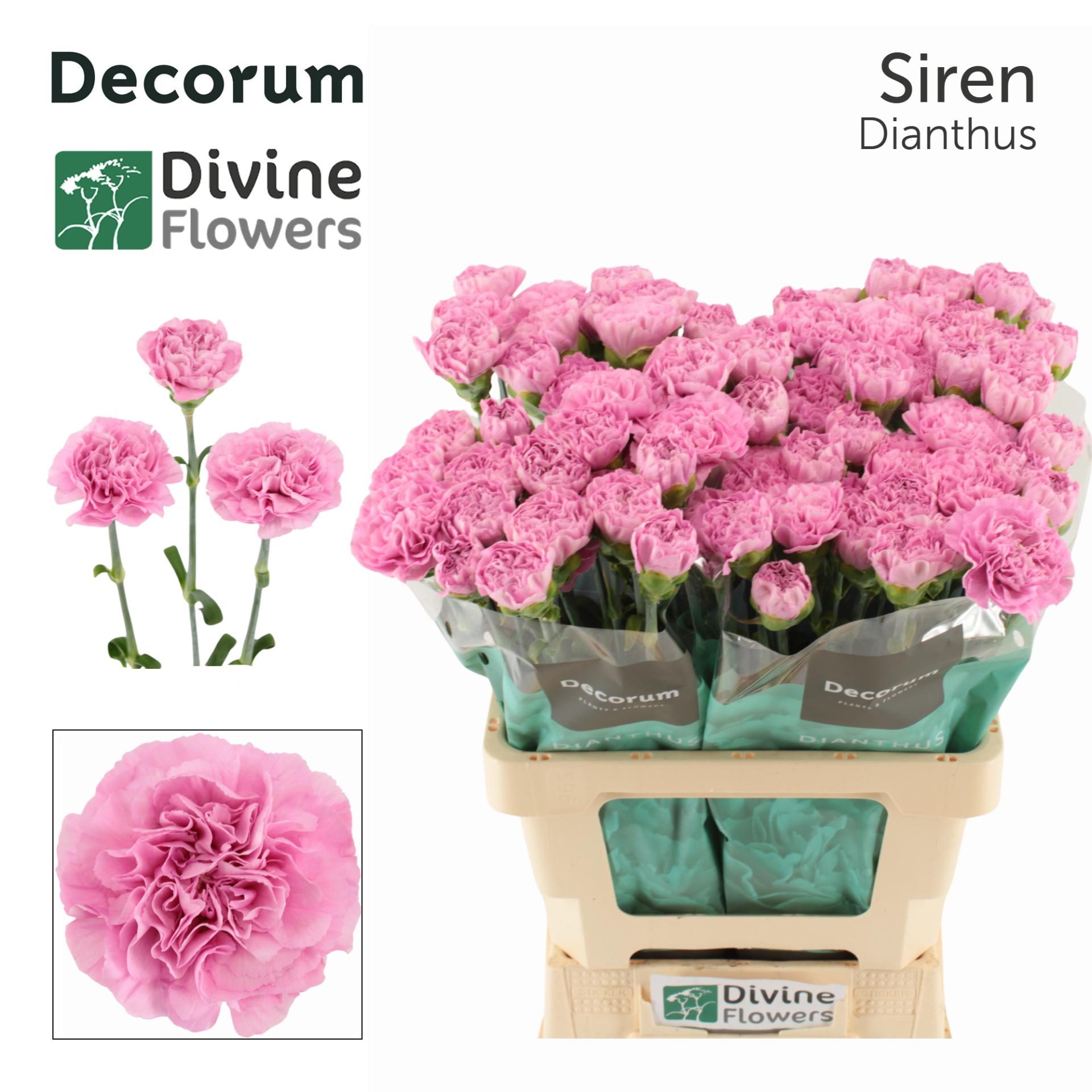 Срезанные цветы оптом Dianthus st siren от 80шт из Голландии с доставкой по России