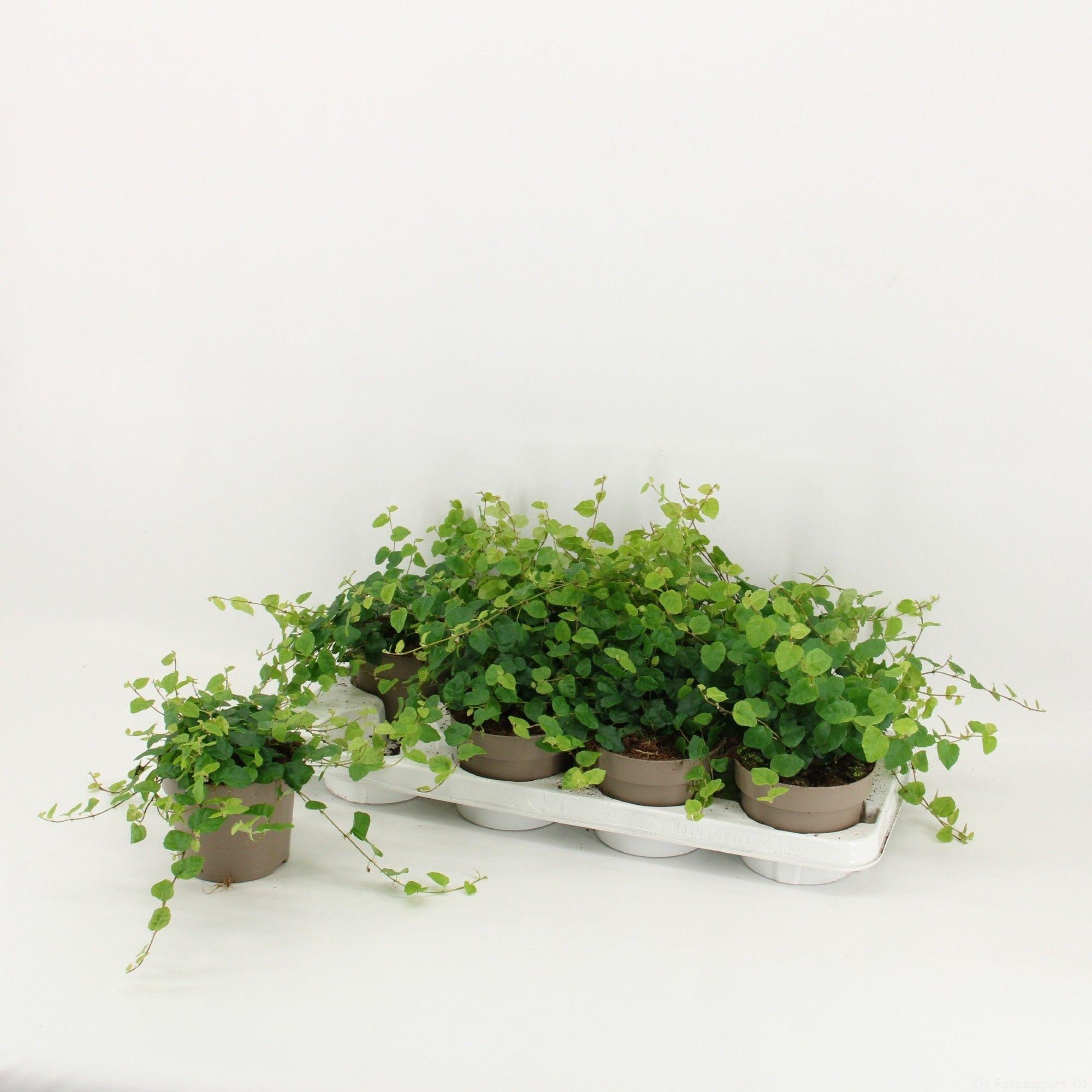 Горшечные цветы и растения оптом Ficus Pum. Green Sunny от 8шт из Голландии с доставкой по России