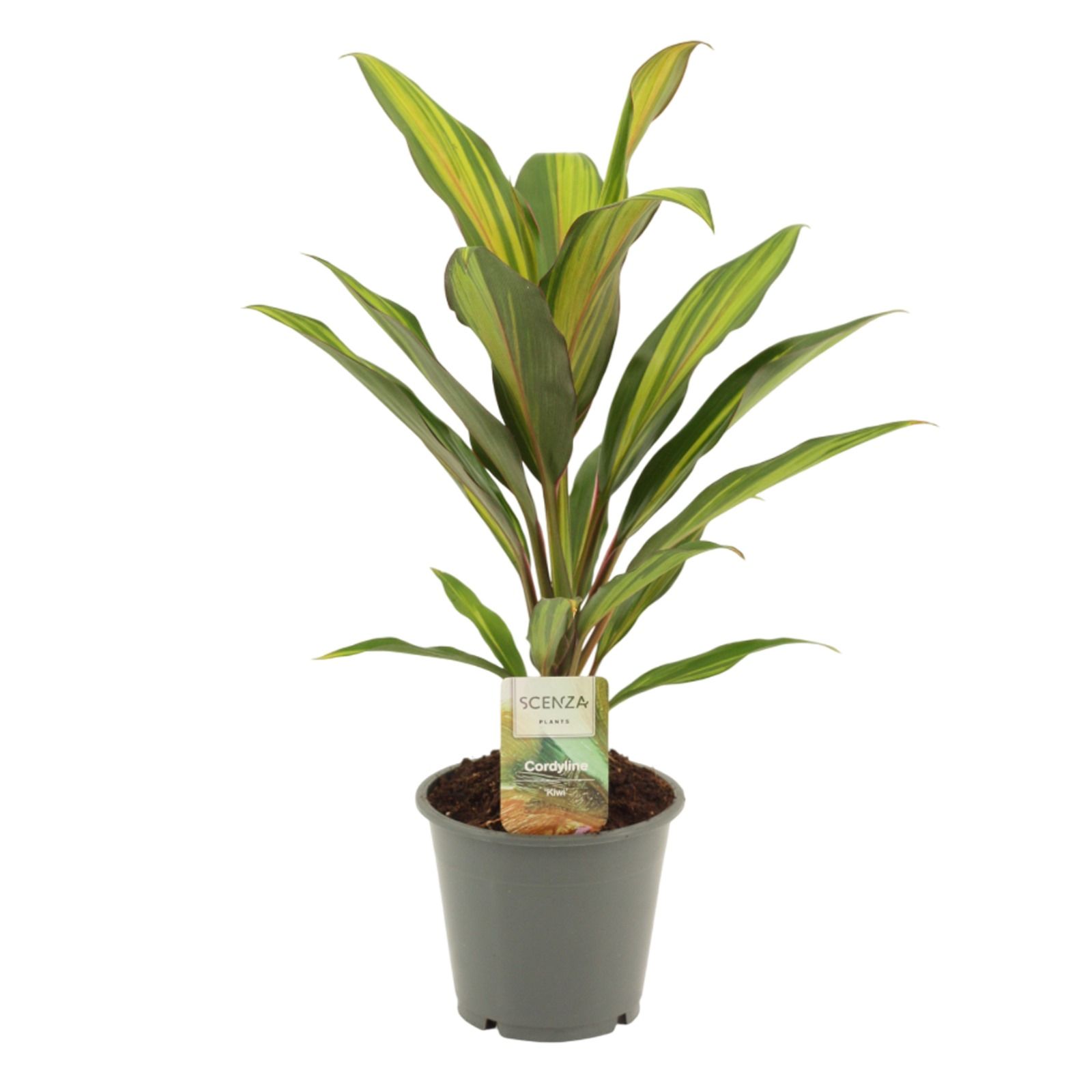 Горшечные цветы и растения оптом Cordyline Kiwi от 10шт из Голландии с доставкой по России
