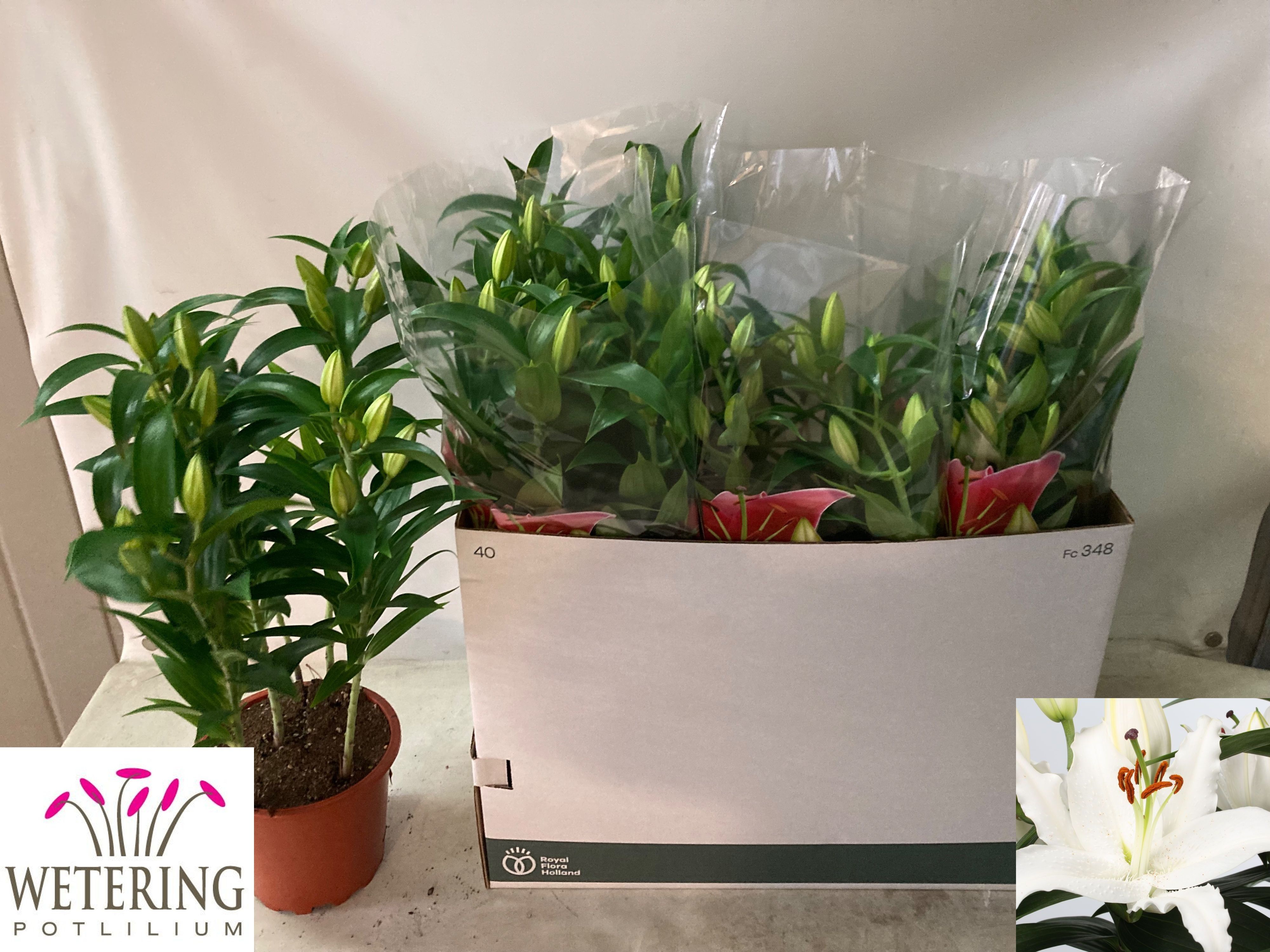 Горшечные цветы и растения оптом Lil Or Sun Bahamas от 5шт из Голландии с доставкой по России