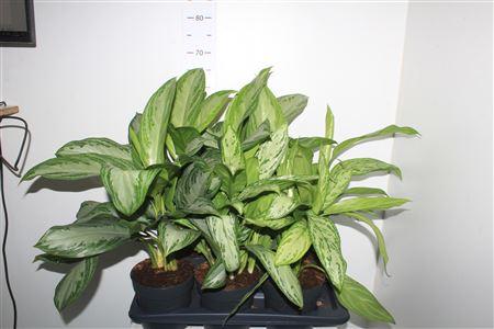 Горшечные цветы и растения оптом Aglao Gem от 6шт из Голландии с доставкой по России Горшечные цветы и растения оптом Aglao Gem от 6шт из Голландии с доставкой по России