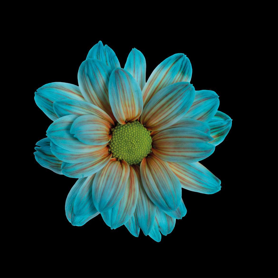 Срезанные цветы оптом Chrys sp paint kennedy blue bay от 40шт из Голландии с доставкой по России