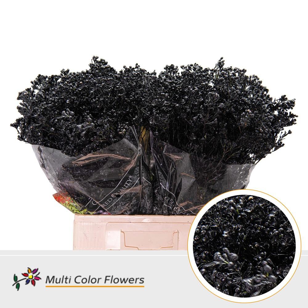 Срезанные цветы оптом Chamelaucium paint black от 100шт из Голландии с доставкой по России