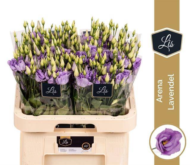 Срезанные цветы оптом Lisianthus do arena lavender от 40шт из Голландии с доставкой по России