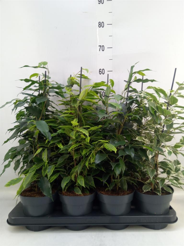 Горшечные цветы и растения оптом Ficus Benja.   ...mix от 8шт из Голландии с доставкой по России