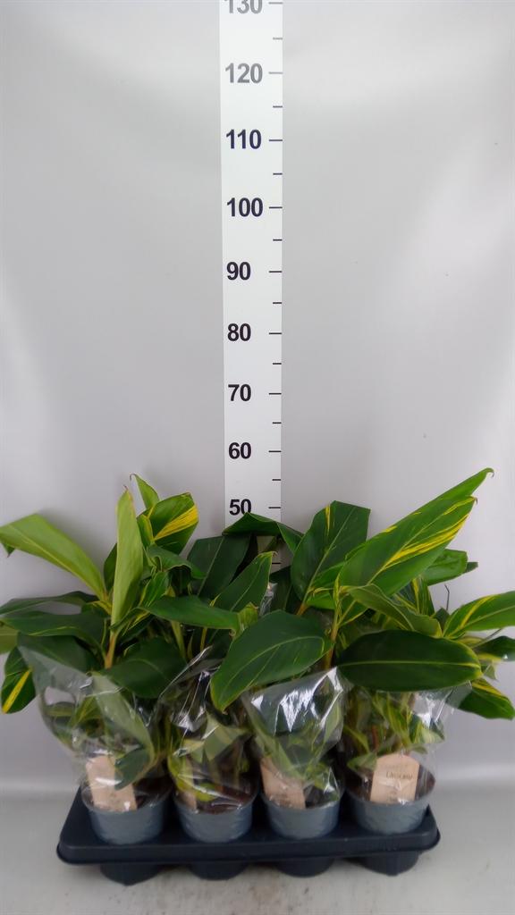 Горшечные цветы и растения оптом Alpinia Zerumbet variegata от 8шт из Голландии с доставкой по России