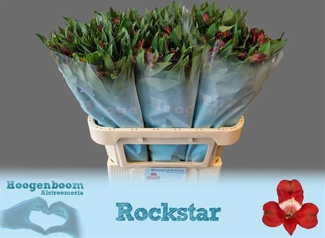 Срезанные цветы оптом Alstroemeria rockstar от 50шт. из Голландии с доставкой по России