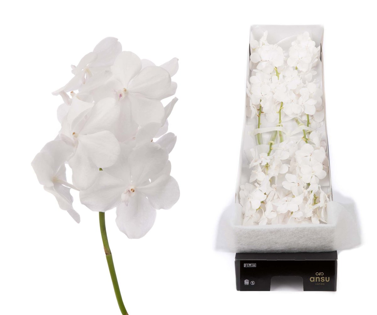 Срезанные цветы оптом Vanda tayanee diamond white per stem от 12шт из Голландии с доставкой по России