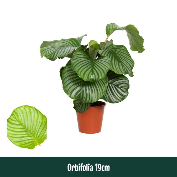 Горшечные цветы и растения оптом Calathea Orbifolia Living от 3шт из Голландии с доставкой по России