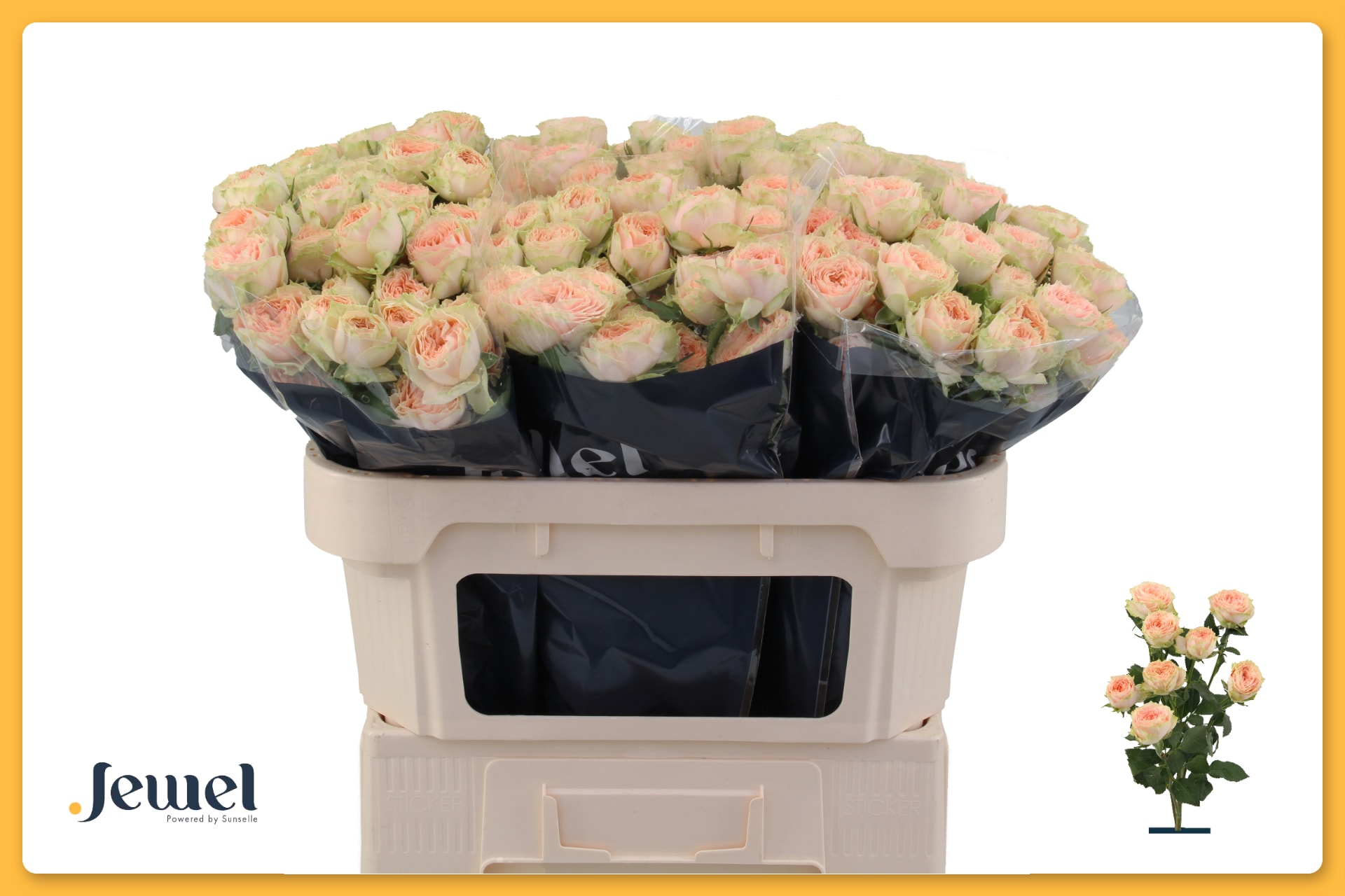 Срезанные цветы оптом Rosa spray holly от 30шт. из Голландии с доставкой по России