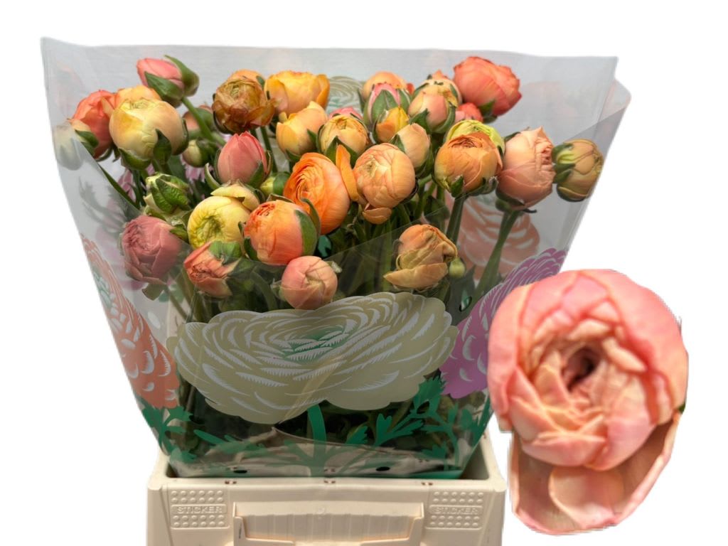 Срезанные цветы оптом Ranunculus aazur salmon от 50шт из Голландии с доставкой по России