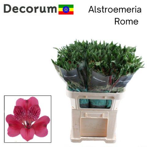 Срезанные цветы оптом Alstroemeria rome от 60шт из Голландии с доставкой по России