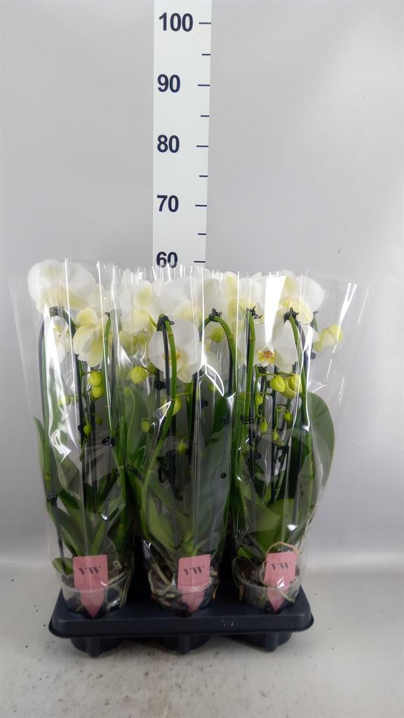 Горшечные цветы и растения оптом Phalaenopsis Multi. ant Las Vegas AA от 6шт из Голландии с доставкой по России