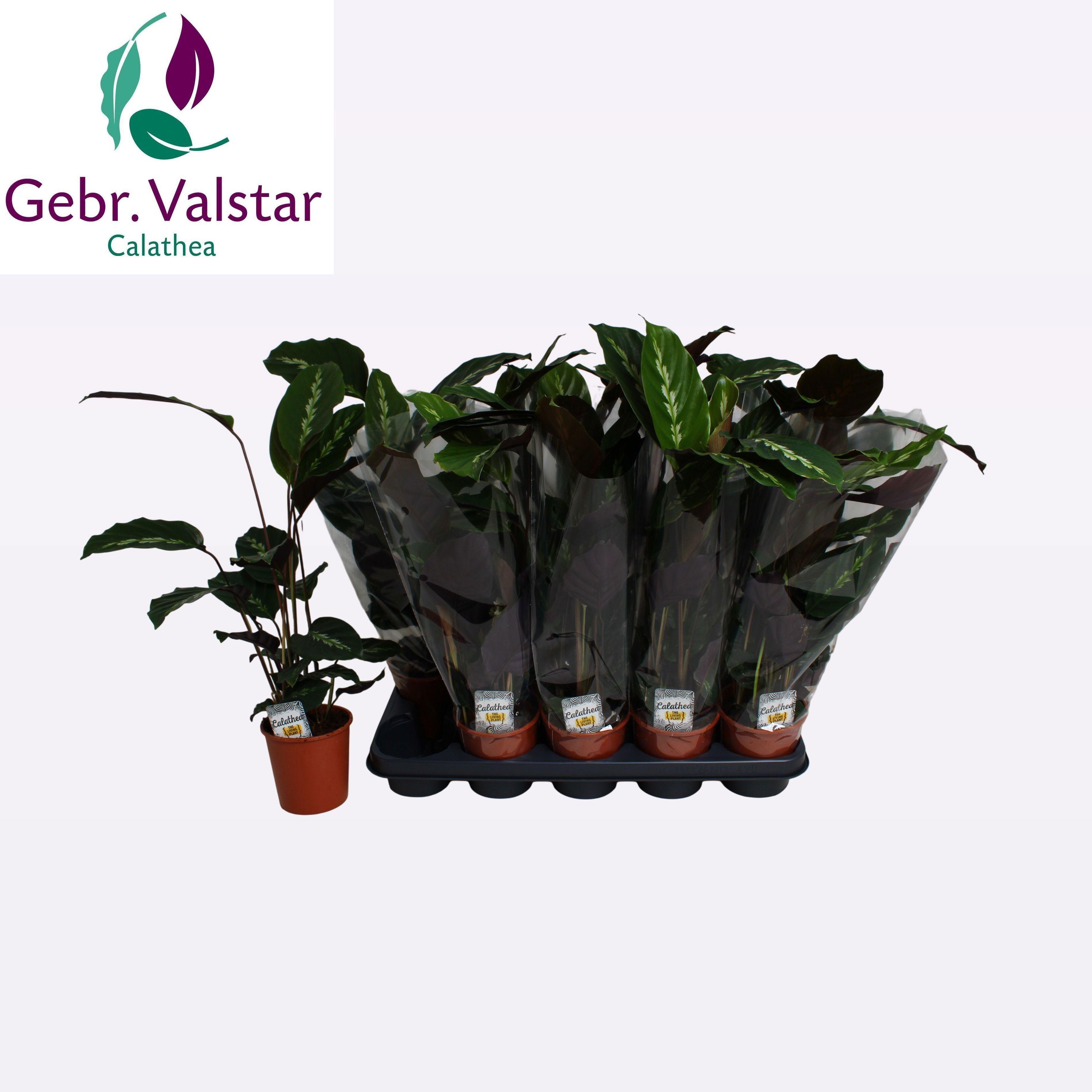 Горшечные цветы и растения оптом Calat Ov от 10шт из Голландии с доставкой по России