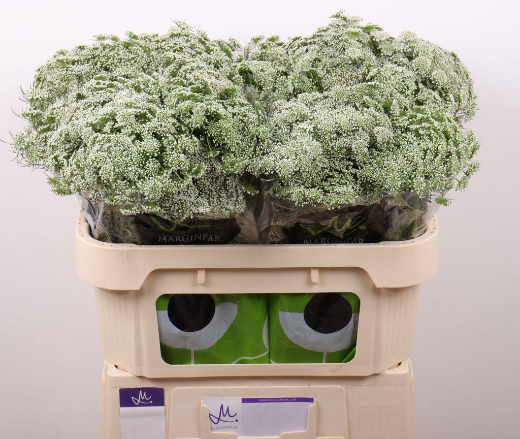 Срезанные цветы оптом Ammi vis casablanca от 60шт.. из Голландии с доставкой по России