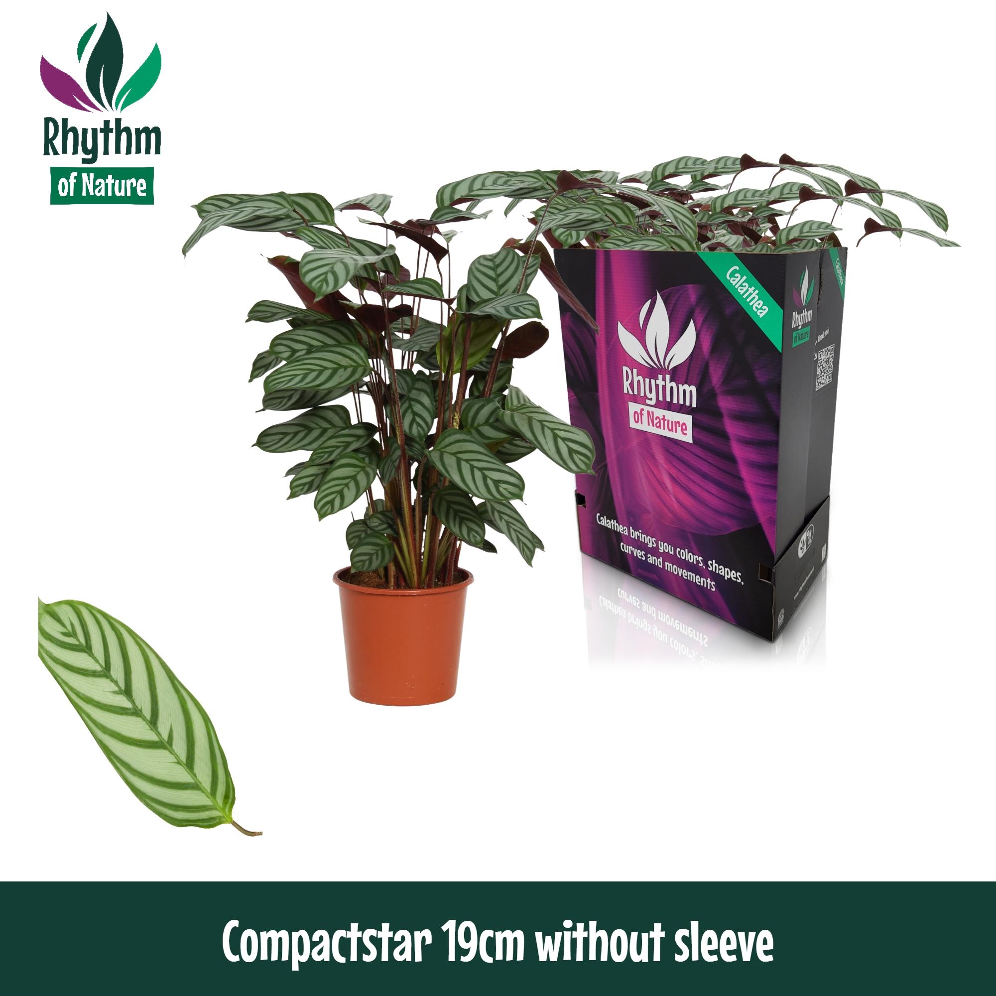 Горшечные цветы и растения оптом Calathea Compactstar Rhythm Of Nature от 5шт из Голландии с доставкой по России