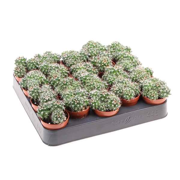 Горшечные цветы и растения оптом Mammillaria Nejapensis от 20шт из Голландии с доставкой по России