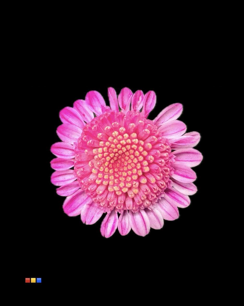 Срезанные цветы оптом Chrys sp paint baltica dusty cerise от 60шт из Голландии с доставкой по России