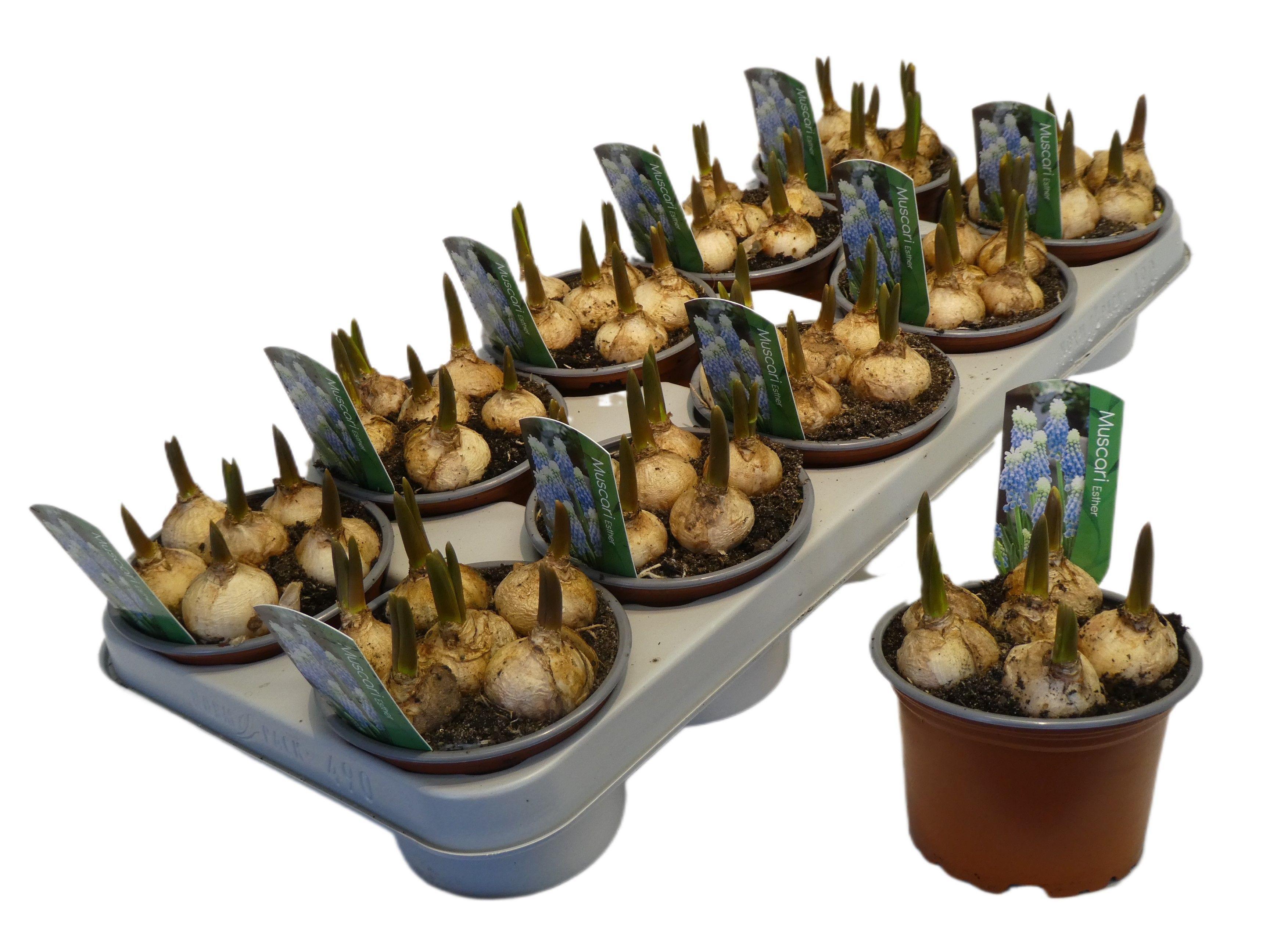 Горшечные цветы и растения оптом Muscari Esther от 10шт из Голландии с доставкой по России