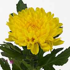 Срезанные цветы оптом Chrys bl pjotr от 120шт из Голландии с доставкой по России