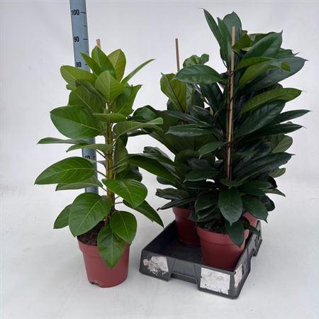 Горшечные цветы и растения оптом Ficus Ov Mix Met Lyrata от 4шт из Голландии с доставкой по России