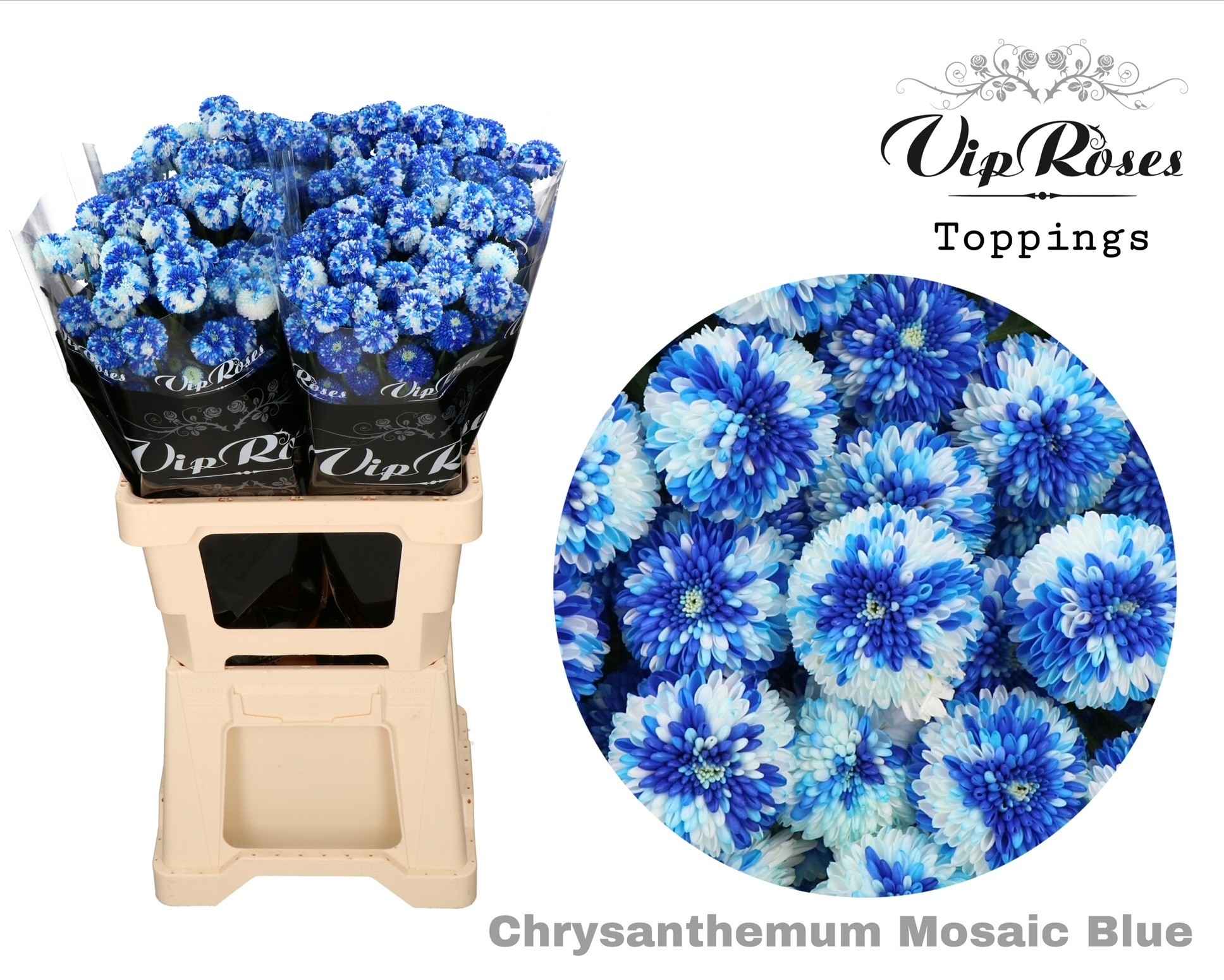 Срезанные цветы оптом Chrys sp paint mosaic dark blue от 20шт из Голландии с доставкой по России
