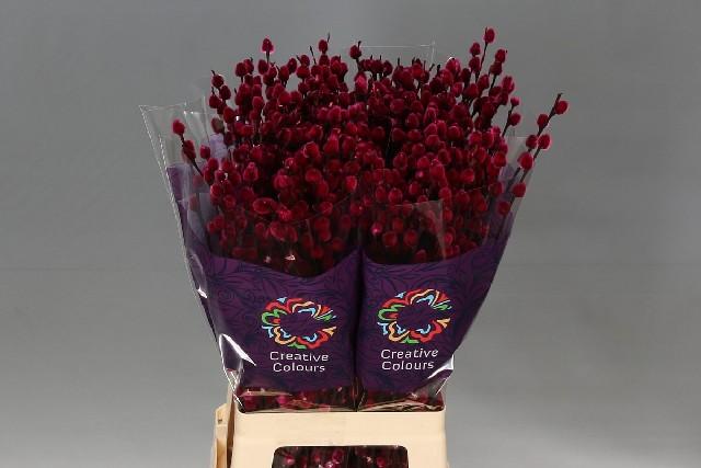 Срезанные цветы оптом Salix paint pussy willow bordeaux от 200шт из Голландии с доставкой по России