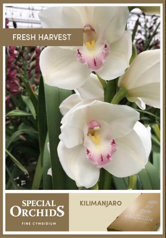 Срезанные цветы оптом Cymbidium white kilimanjaro от 8шт. из Голландии с доставкой по России