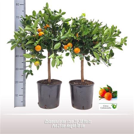 Горшечные цветы и растения оптом Citrus Calamondin On Stem от 1шт (для телеги) из Голландии с доставкой по России