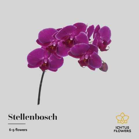 Срезанные цветы оптом Phalaenopsis anthura stellenbosch (per stem) от 18шт. из Голландии с доставкой по России