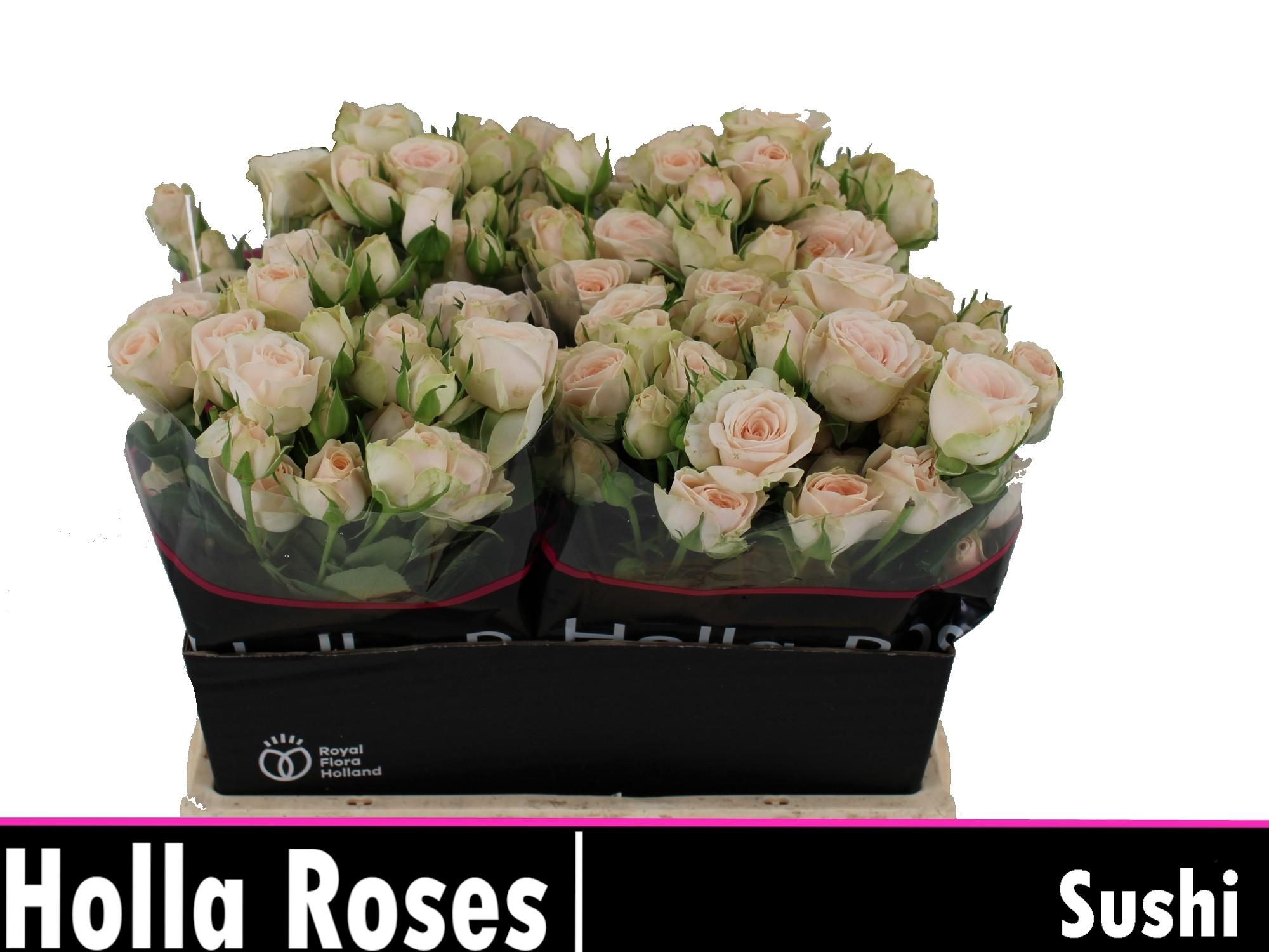 Срезанные цветы оптом Rosa spray sushi от 60шт из Голландии с доставкой по России