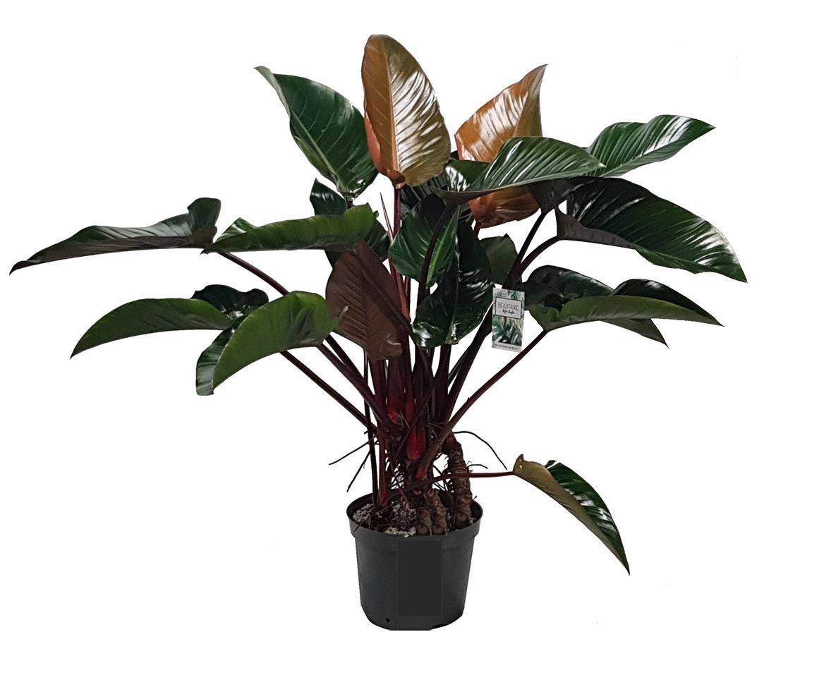 Горшечные цветы и растения оптом Philodendron Red Beauty + Watermeter A от 1шт из Голландии с доставкой по России