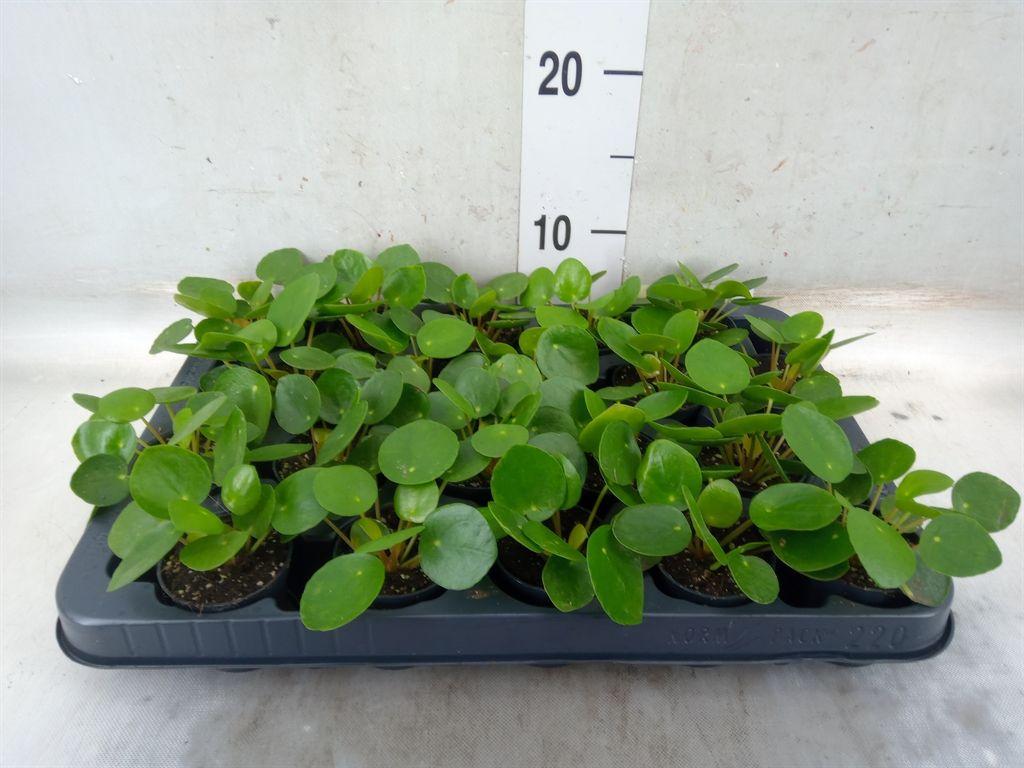 Горшечные цветы и растения оптом Pilea Peperomioides от 20шт (для телеги) из Голландии с доставкой по России