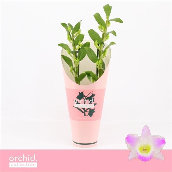Горшечные цветы и растения оптом Dendr Nob 2st Pandora Compact Orchid Collection от 6шт из Голландии с доставкой по России