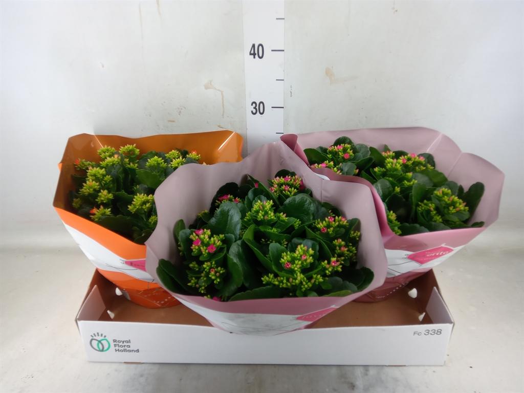 Горшечные цветы и растения оптом Kalanchoe Blos.   ..mix 4 от 3шт из Голландии с доставкой по России