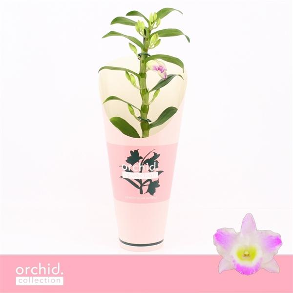 Горшечные цветы и растения оптом Dendr Nob 1st Pandora Compact Orchid Collection от 6шт из Голландии с доставкой по России