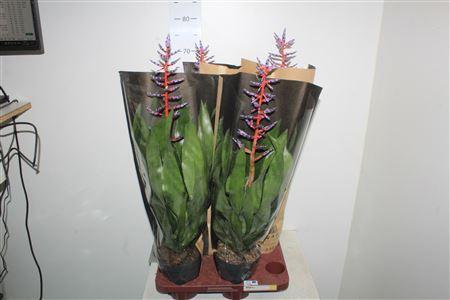 Горшечные цветы и растения оптом Aech Blue Rain от 4шт из Голландии с доставкой по России