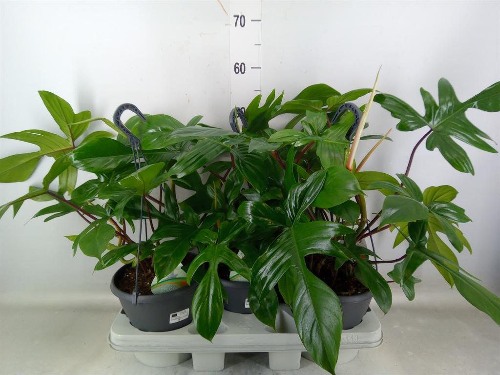 Горшечные цветы и растения оптом Philodendron   ... от 3шт из Голландии с доставкой по России