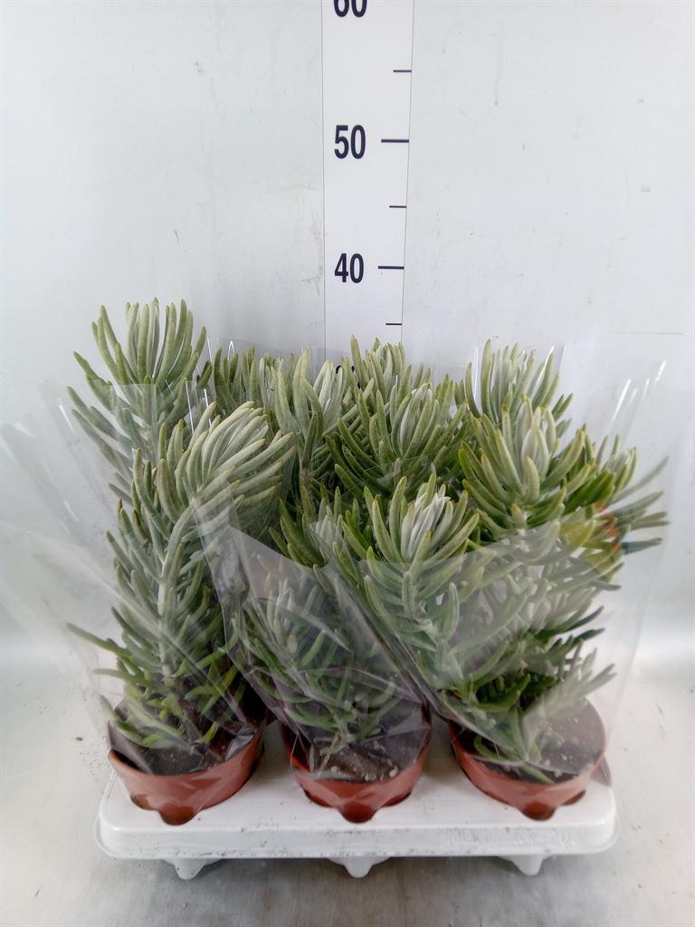 Горшечные цветы и растения оптом Senecio   ... от 6шт из Голландии с доставкой по России