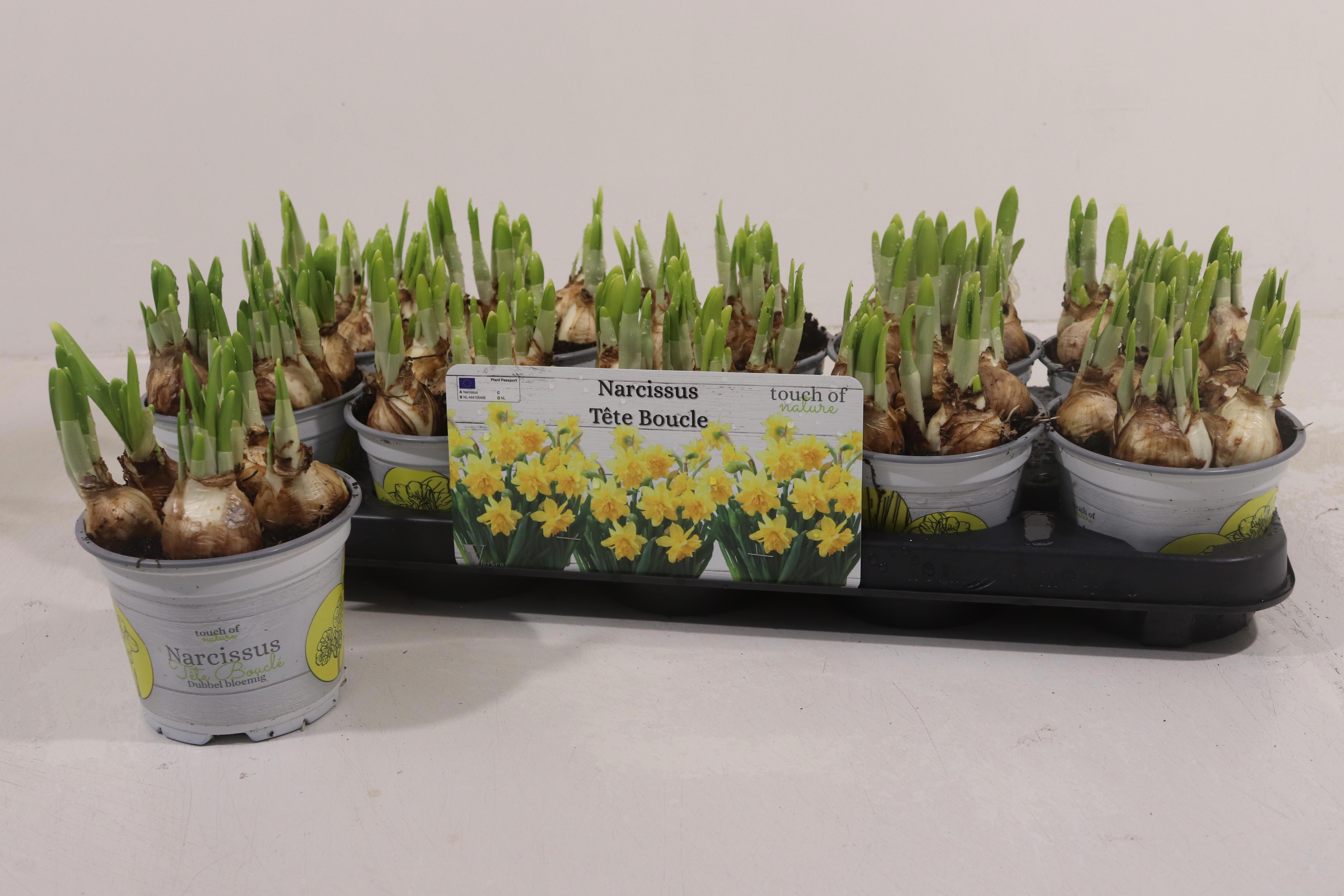 Горшечные цветы и растения оптом Narc D Tete Boucle от 10шт из Голландии с доставкой по России