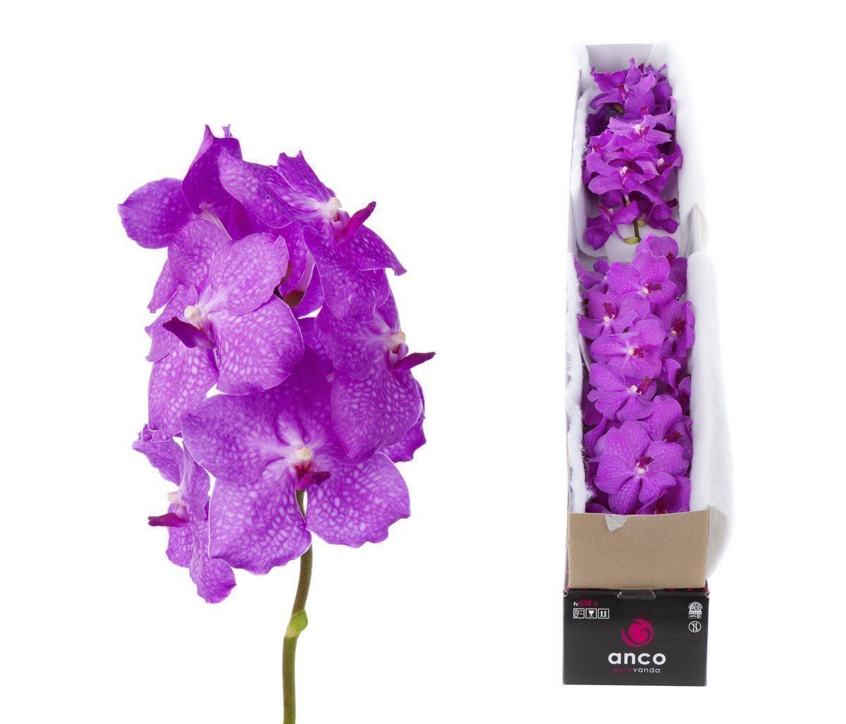 Срезанные цветы оптом Vanda candy pink per stem от 4шт из Голландии с доставкой по России