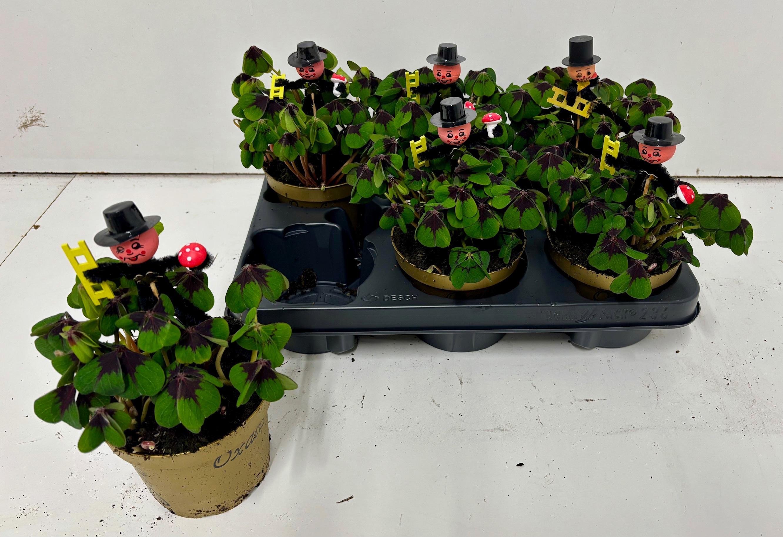 Горшечные цветы и растения оптом Oxalis Deppei от 6шт из Голландии с доставкой по России