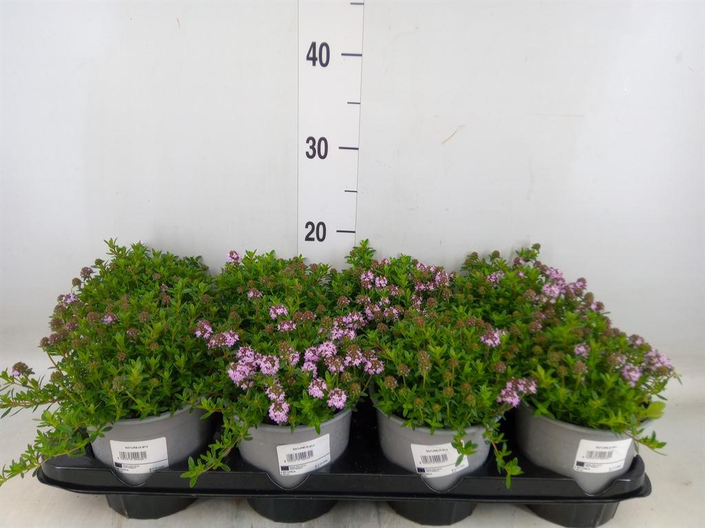 Горшечные цветы и растения оптом Satureja Montana от 8шт из Голландии с доставкой по России