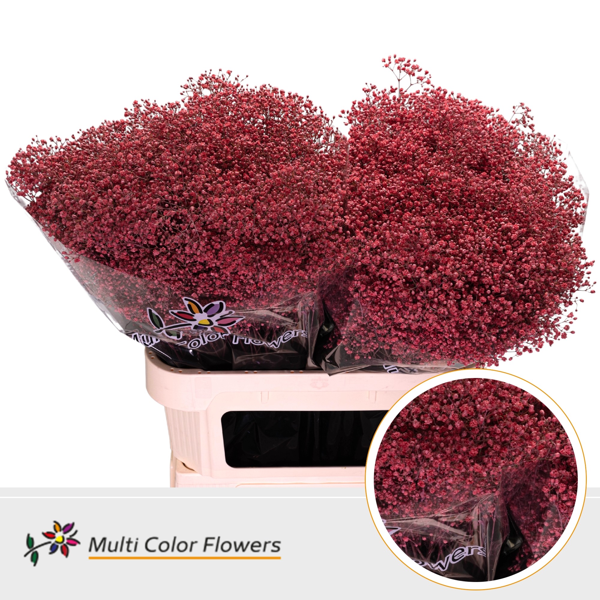 Срезанные цветы оптом Gyps fine paint coral от 50шт. из Голландии с доставкой по России