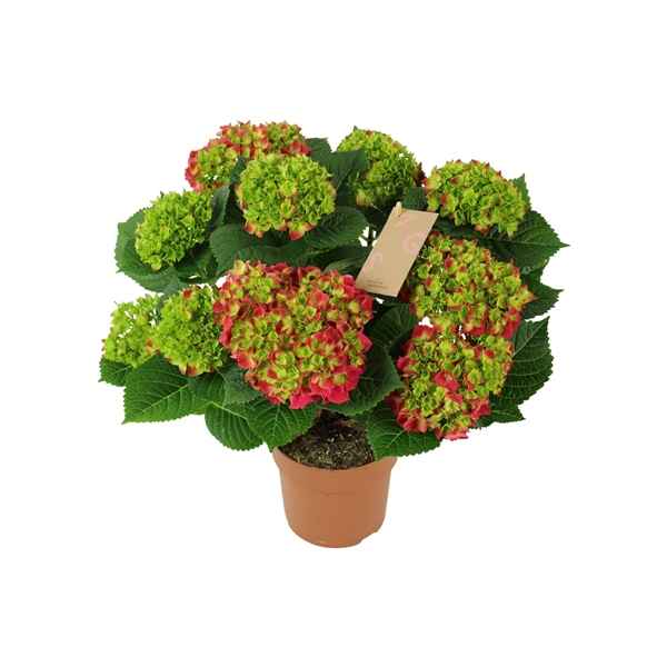Горшечные цветы и растения оптом Hydrangea Ma Red 7+ от 6шт из Голландии с доставкой по России