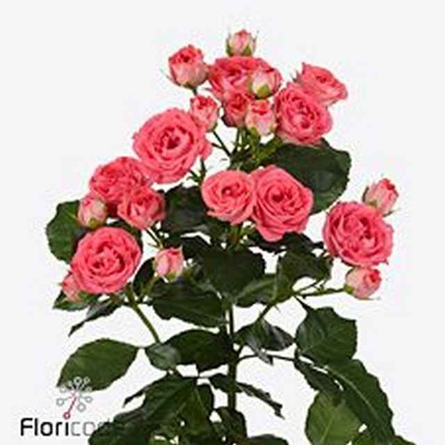 Срезанные цветы оптом Rosa sp apricio от 40шт из Голландии с доставкой по России