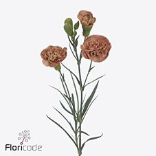 Срезанные цветы оптом Dianthus sp miss rose от 60шт из Голландии с доставкой по России