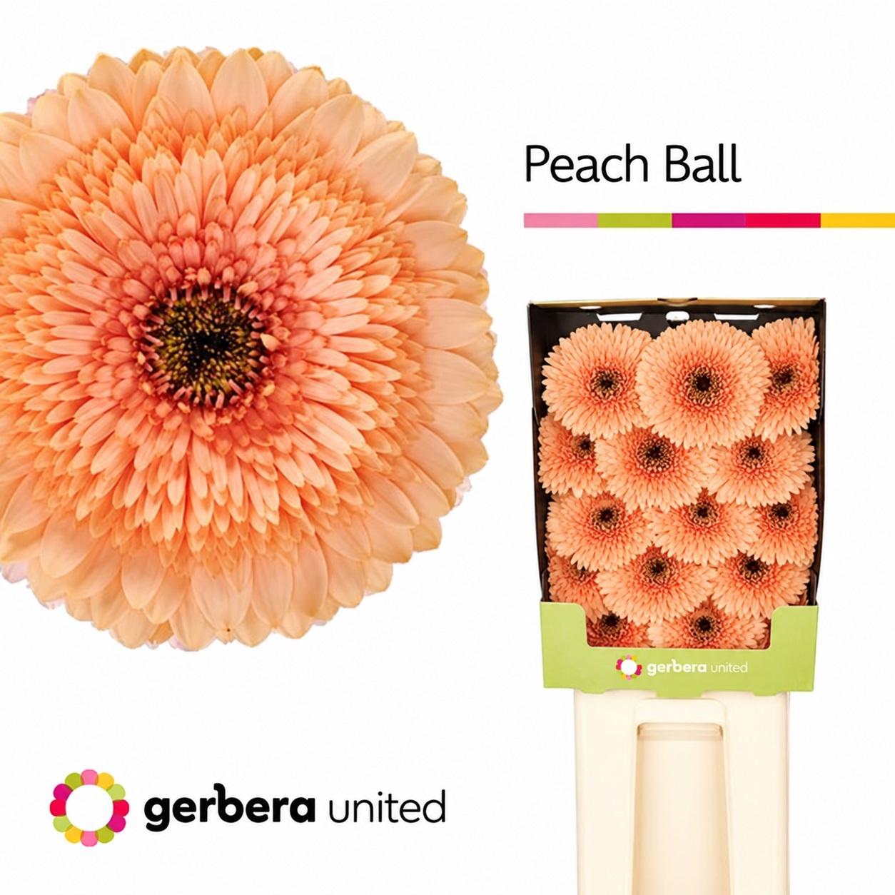 Срезанные цветы оптом Gerbera diamond pomponi peach ball от 45шт из Голландии с доставкой по России