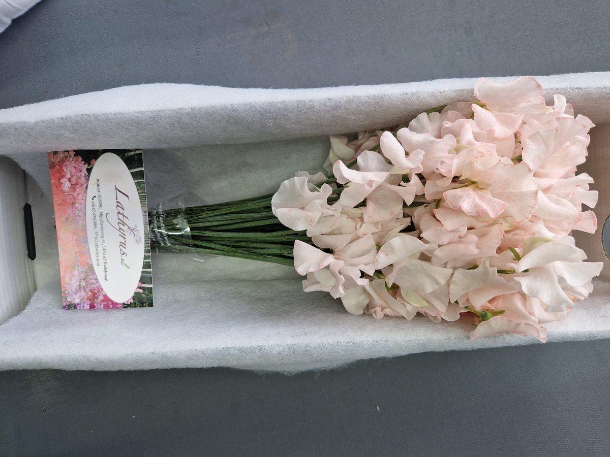 Срезанные цветы оптом Lathyrus paint pink light magic от 30шт из Голландии с доставкой по России